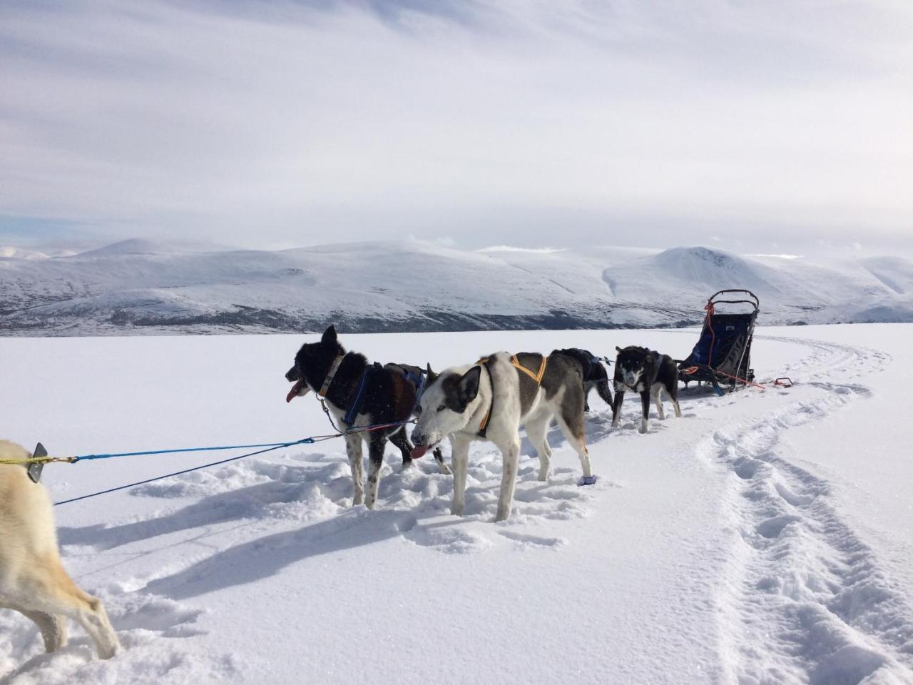 Jotunheimen Husky Lodge Randsverk Dış mekan fotoğraf